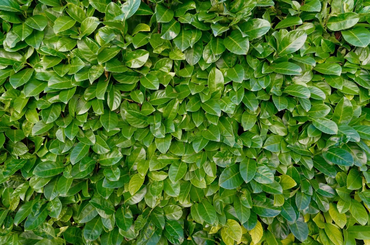 Quanto costa davvero una siepe di photinia? Ecco la spesa reale al metro per non avere sorprese