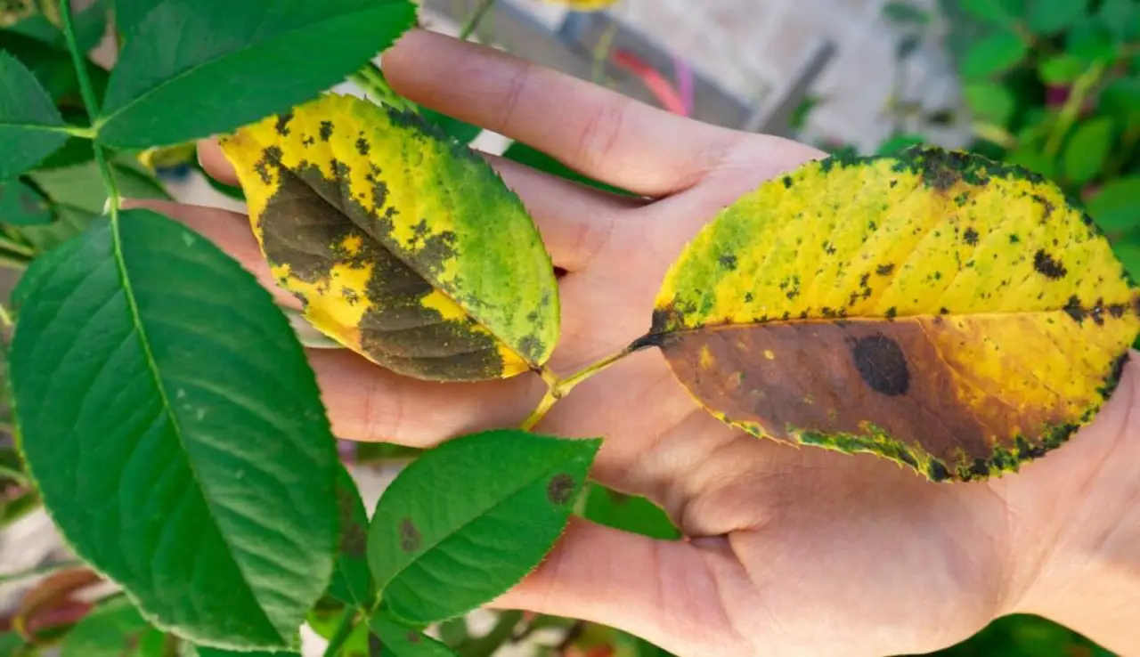 Foglie bruciate sulle piante? Non tagliarle prima di aver fatto questo passaggio fondamentale