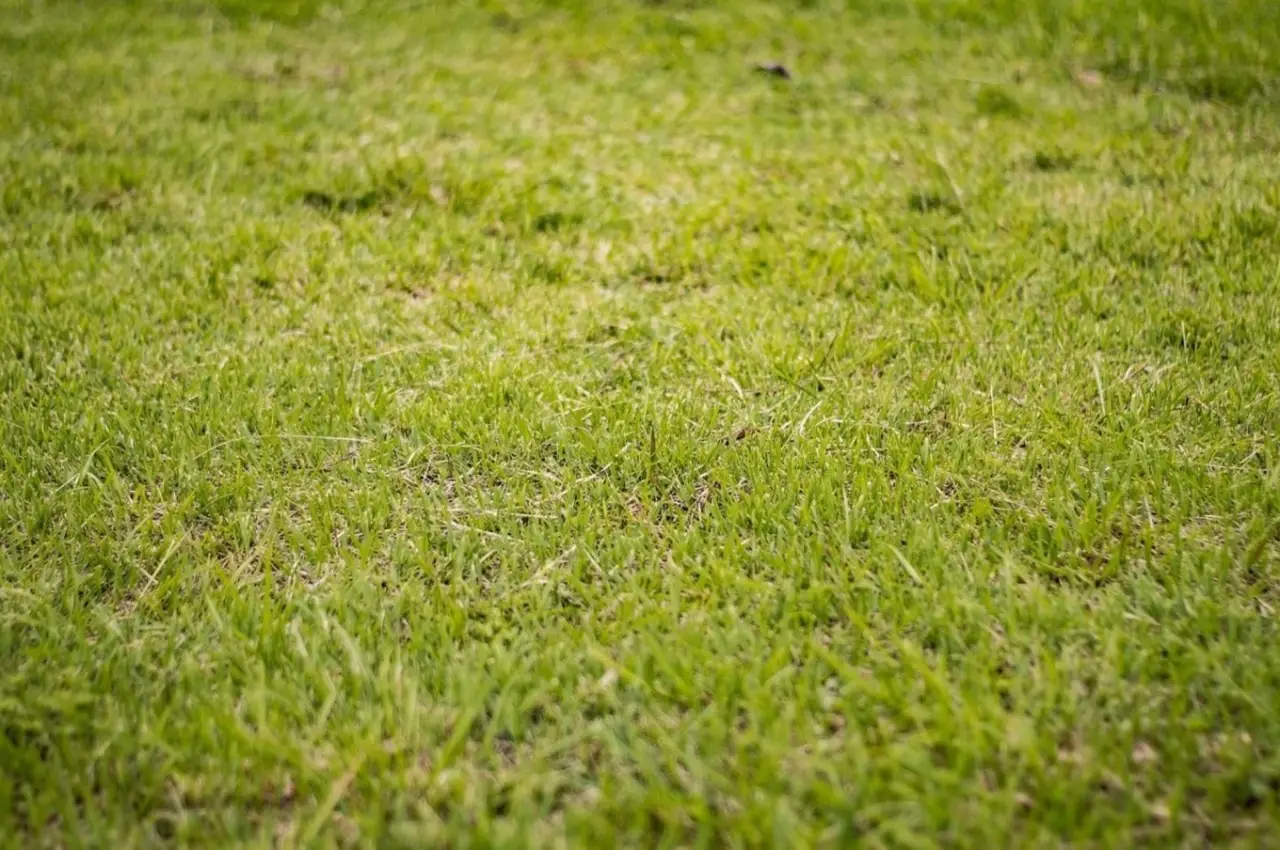 Perché vuoi far seccare il tuo giardino?  Ecco cosa succede al suolo quando lo fai