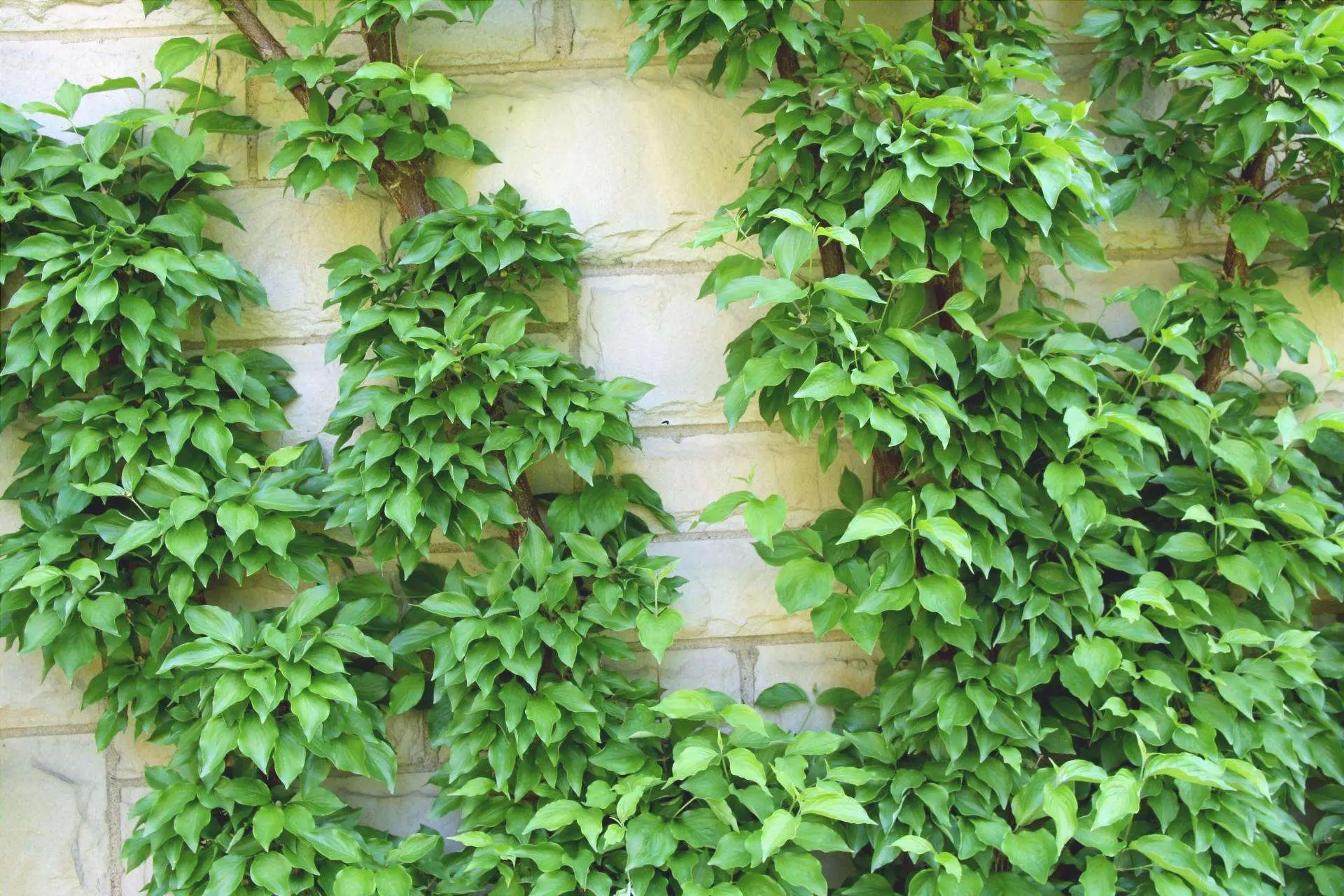 Esiste una pianta praticamente immortale che sopravvive a tutto: ecco quale è