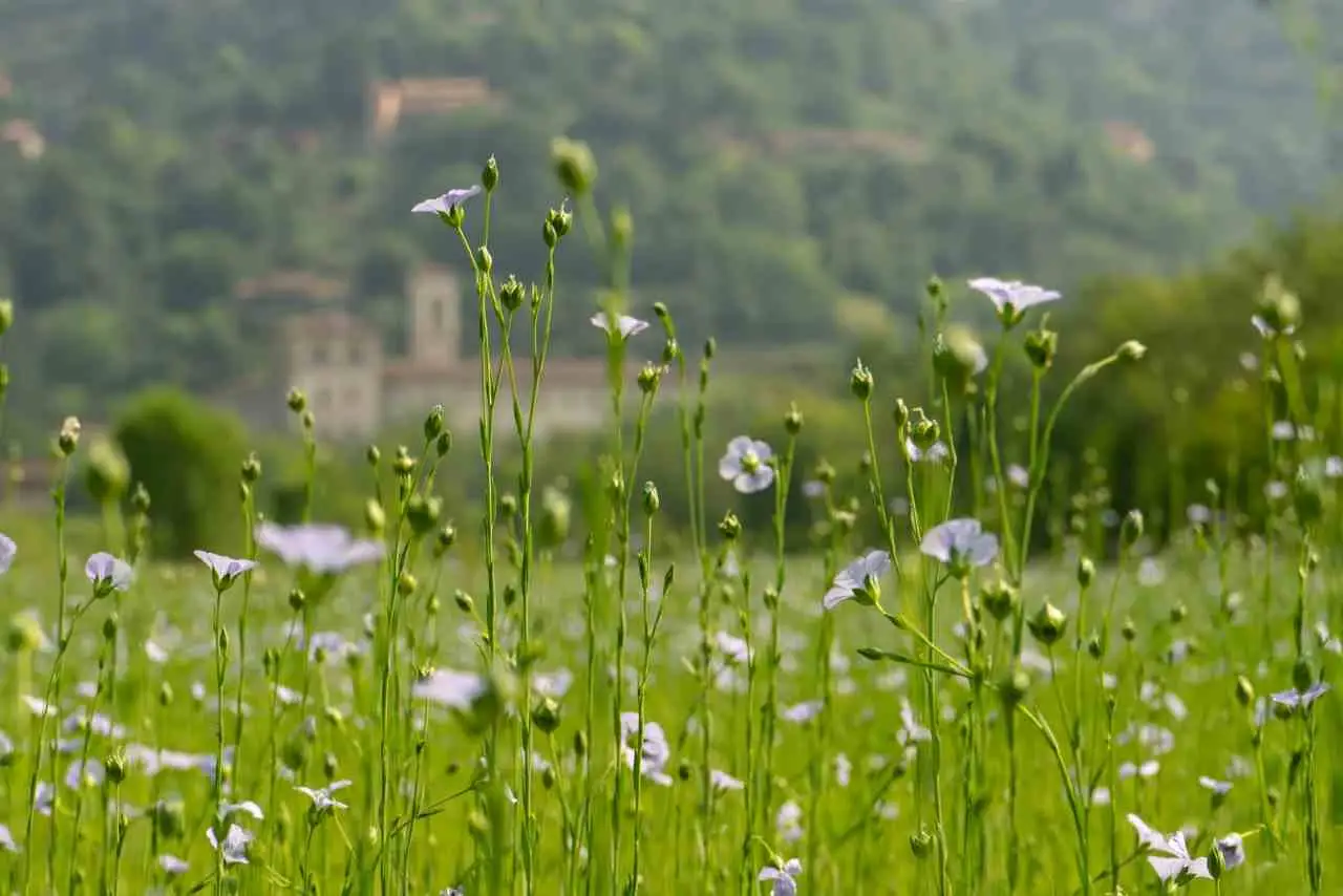 Il freddo non ferma questi fiori: ecco le meraviglie che sbocciano in pieno inverno