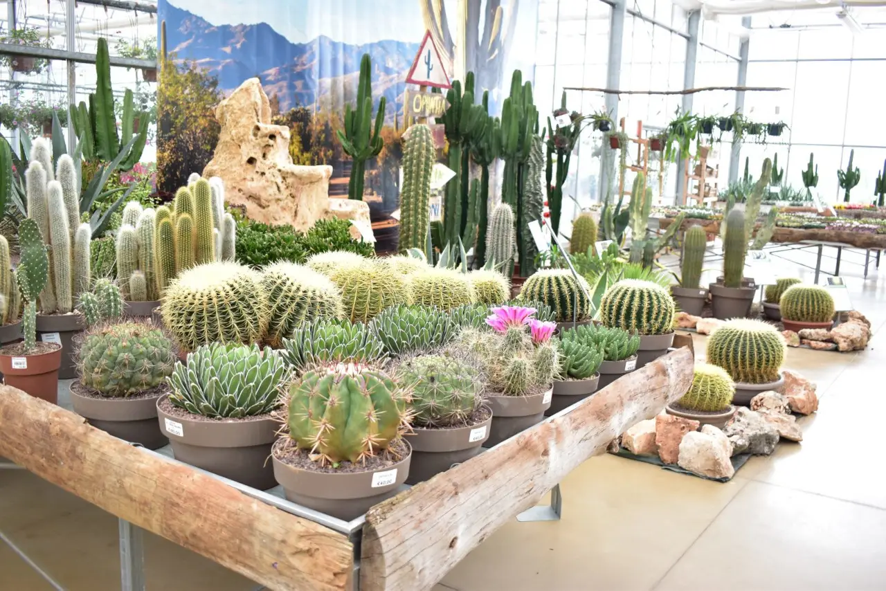 Come riconoscere una vera pianta grassa e non farti ingannare dal vivaista