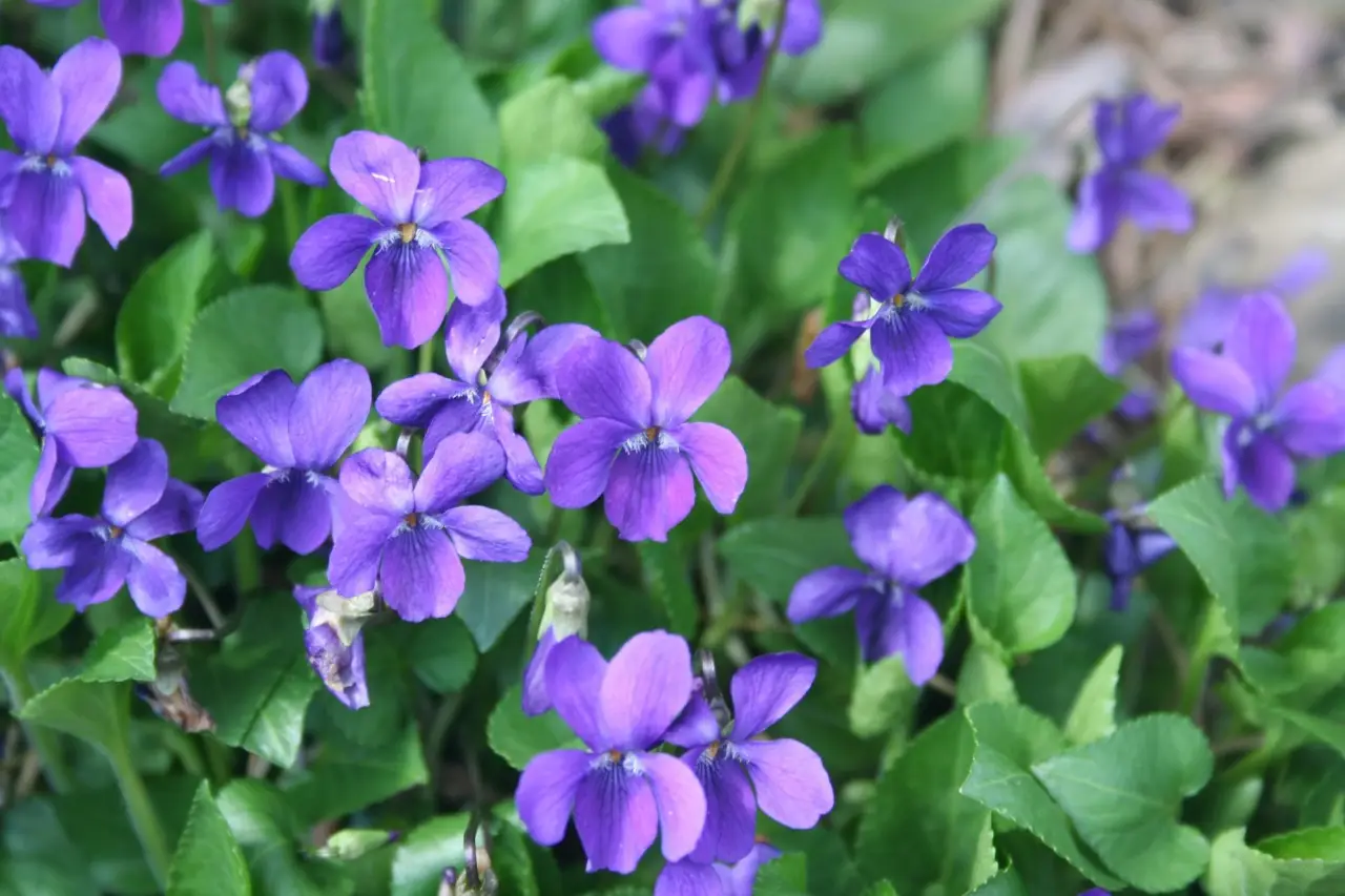 Vuoi una pianta da esterno con fiori viola spettacolari? Ecco la scelta perfetta anche per i pollici neri