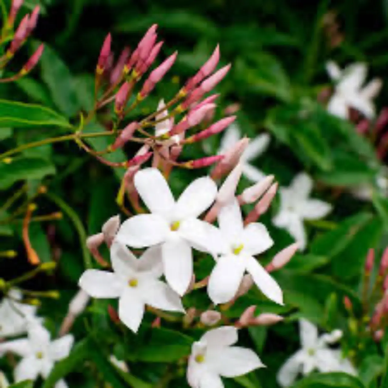 Il segreto per avere un gelsomino esplosivo di fiori e profumo: ecco cosa sbagli