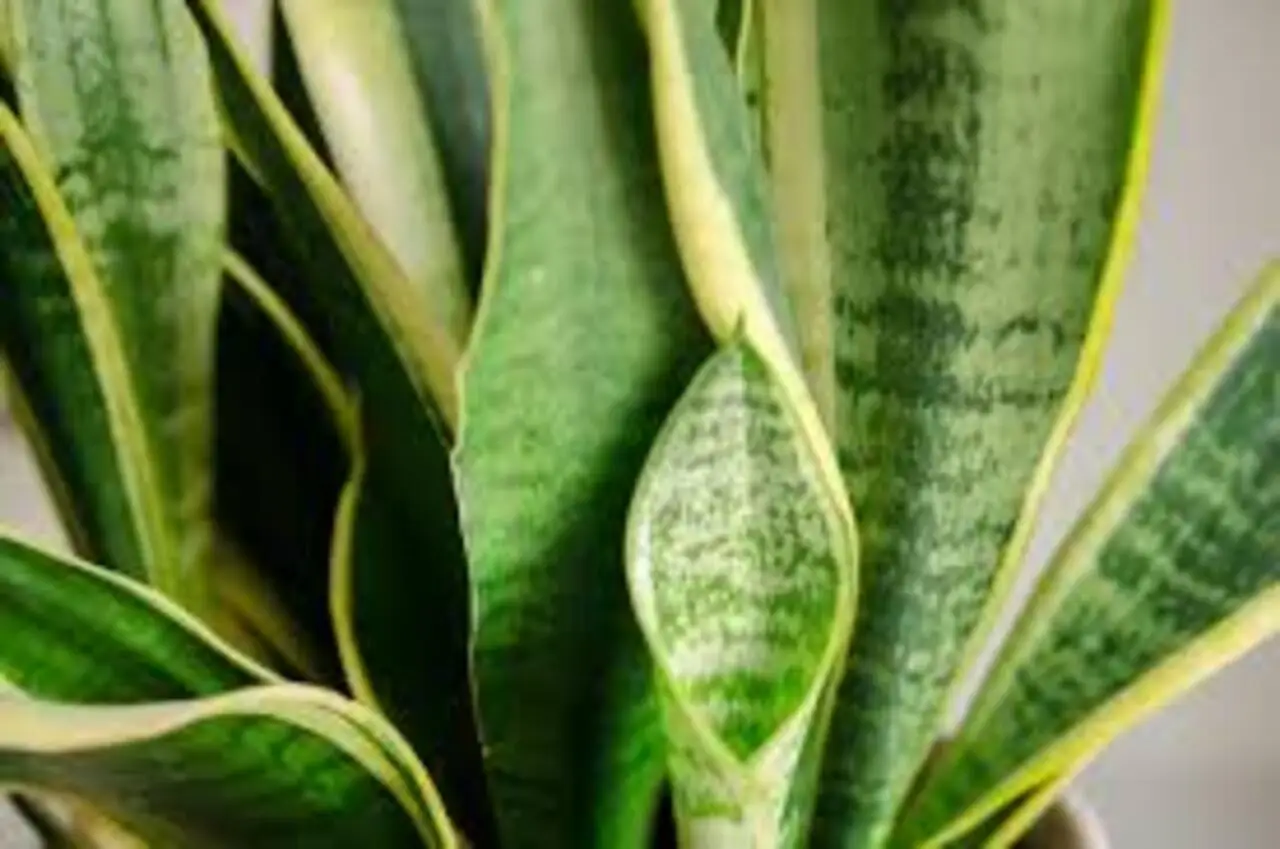 Quali piante possono stare in casa? Ecco la lista completa