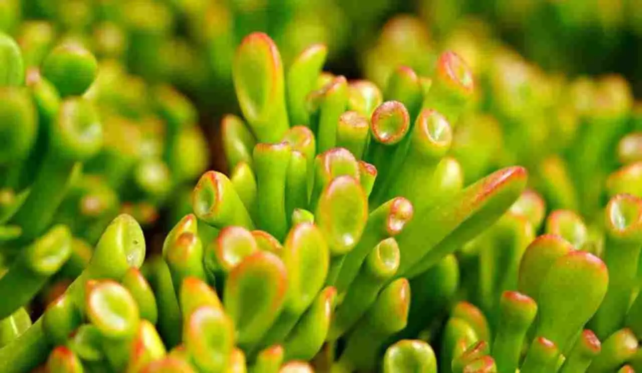 Come si chiama la pianta grassa dei soldi? Ecco cosa dice il feng shui