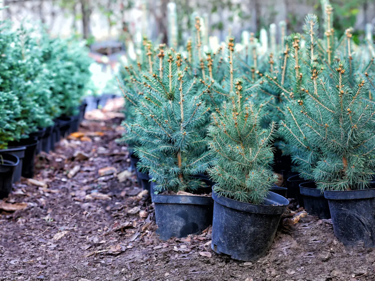 Non piantare qualsiasi albero: ecco i 7 sempreverdi più resistenti e bellissimi per il tuo giardino