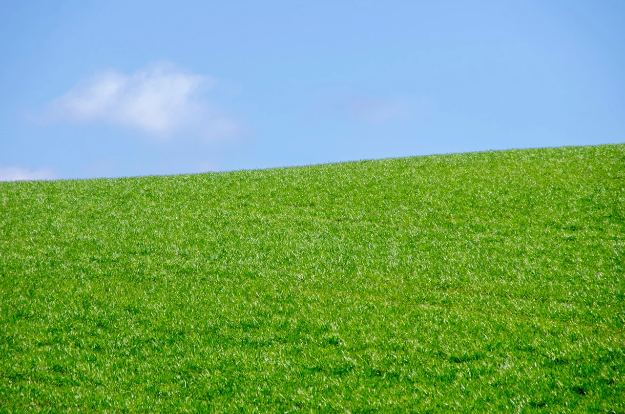 Vuoi seminare il prato in inverno? Ecco perché è un errore e il momento giusto per farlo